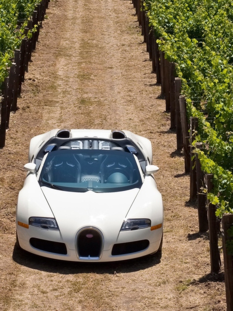 Bugatti Veyron In Vineyard wallpaper 480x640