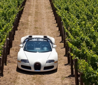 Bugatti Veyron In Vineyard - Obrázkek zdarma pro 208x208