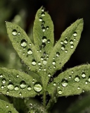 Обои Raindrops  On Leaves 128x160