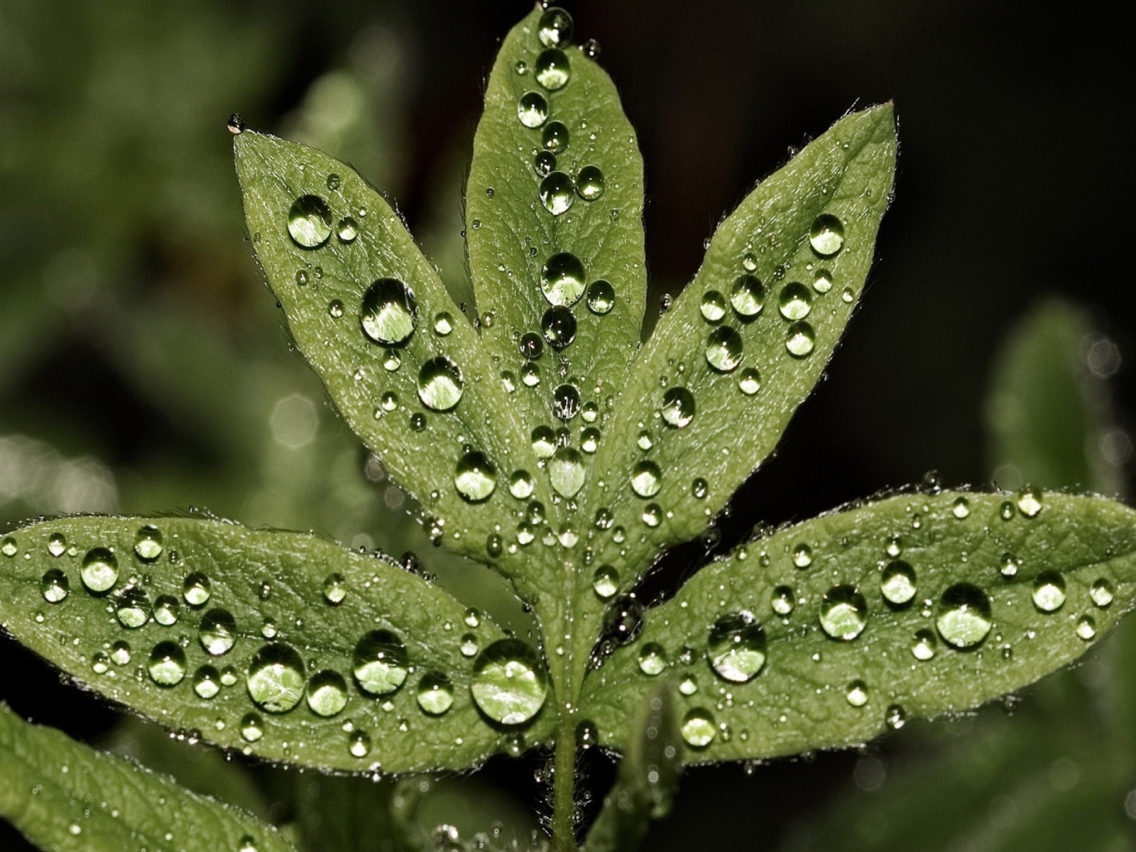 Screenshot №1 pro téma Raindrops  On Leaves 1600x1200