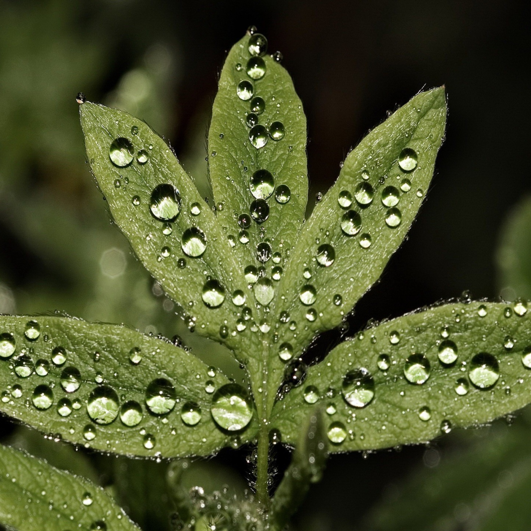 Das Raindrops  On Leaves Wallpaper 2048x2048