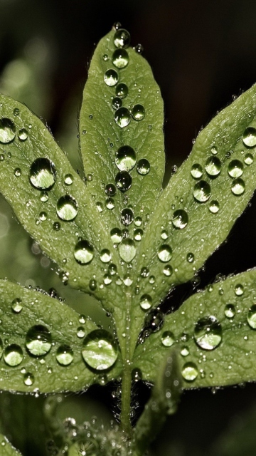 Обои Raindrops  On Leaves 360x640