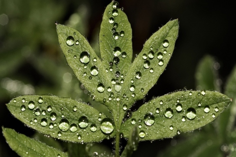 Das Raindrops  On Leaves Wallpaper 480x320