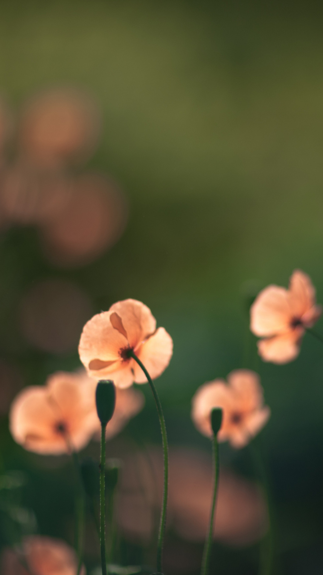 Das Light Red Poppies Wallpaper 1080x1920