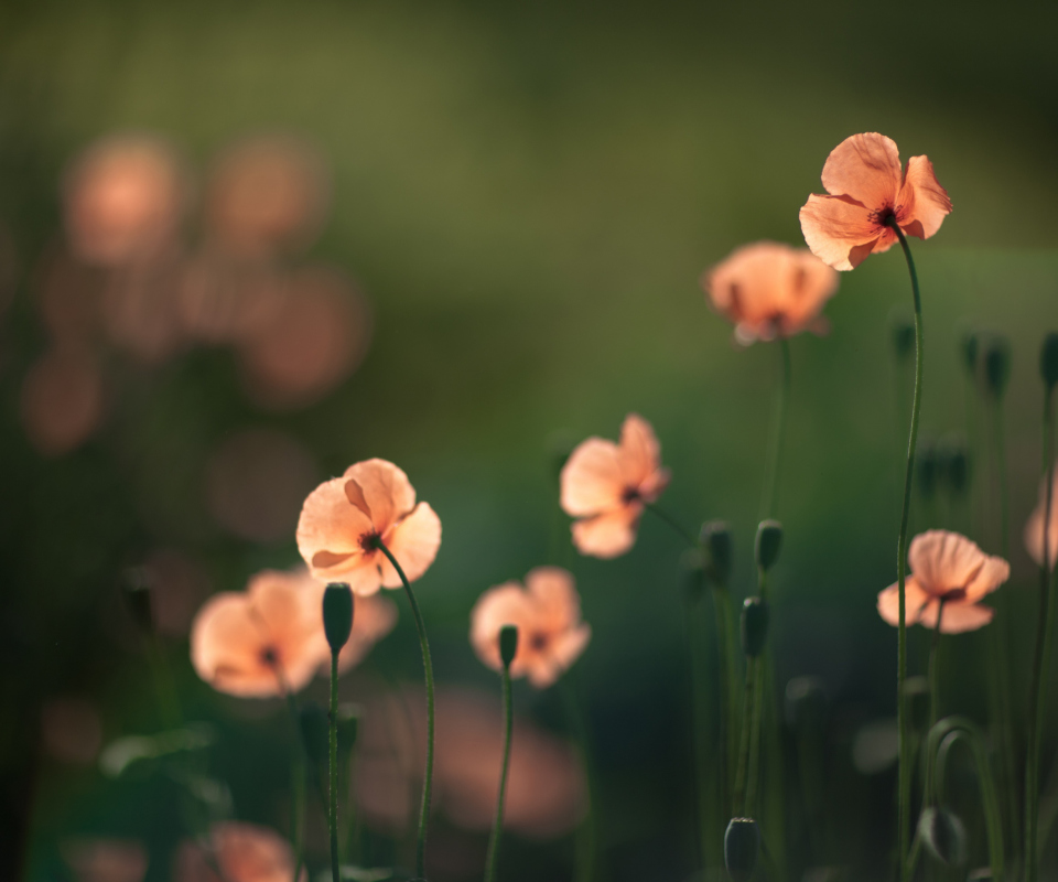 Das Light Red Poppies Wallpaper 960x800