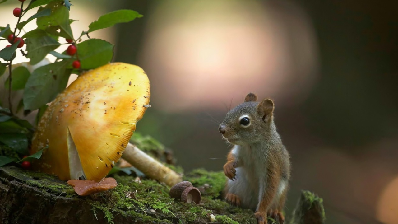 Sfondi Squirrel with winter supply 1280x720