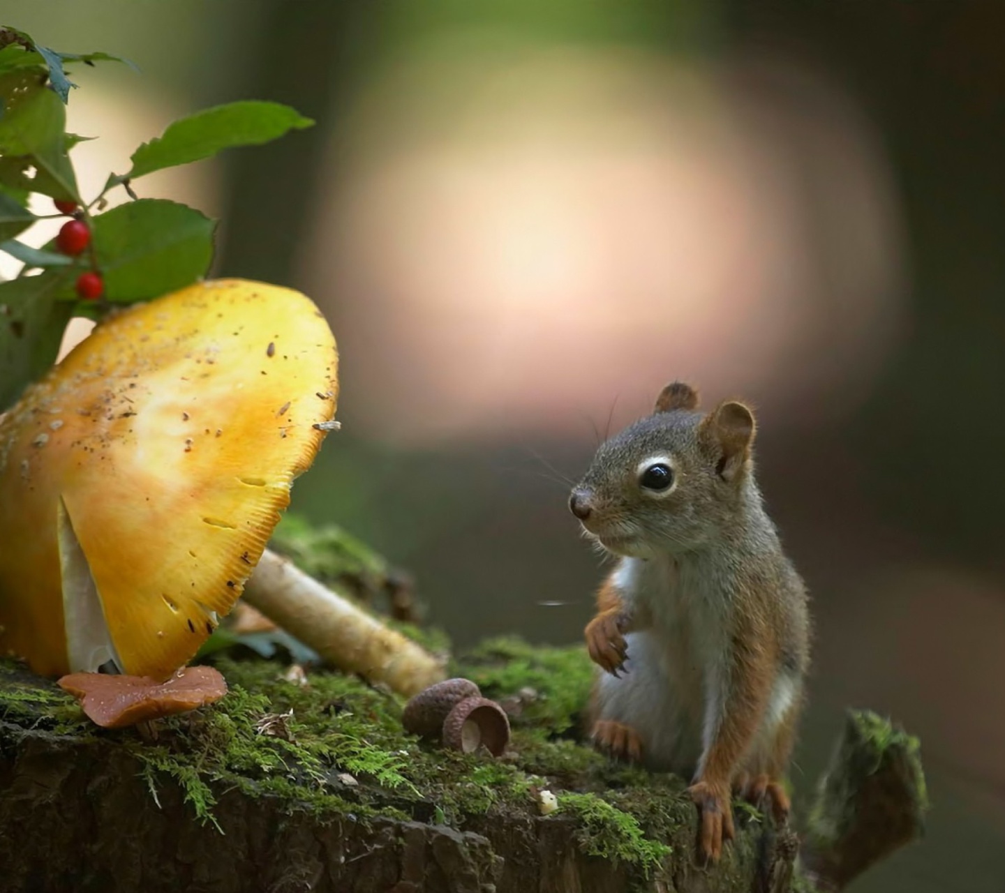 Squirrel with winter supply wallpaper 1440x1280