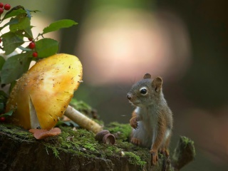 Fondo de pantalla Squirrel with winter supply 320x240