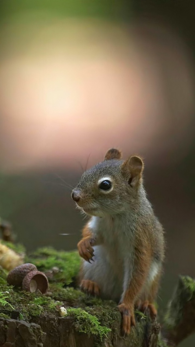 Squirrel with winter supply wallpaper 640x1136