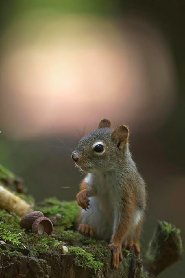 Squirrel with winter supply wallpaper 640x960