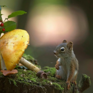 Squirrel with winter supply sfondi gratuiti per iPad mini
