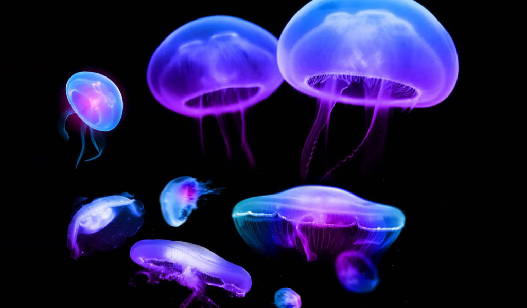 Обои Jellyfish 1024x600