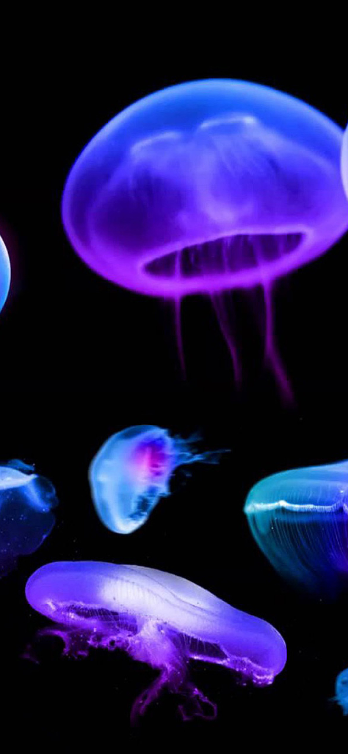 Jellyfish Wallpaper for iPhone XR