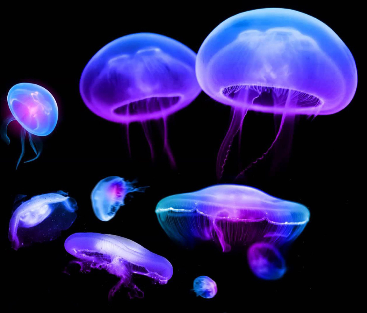 Jellyfish wallpaper 1200x1024