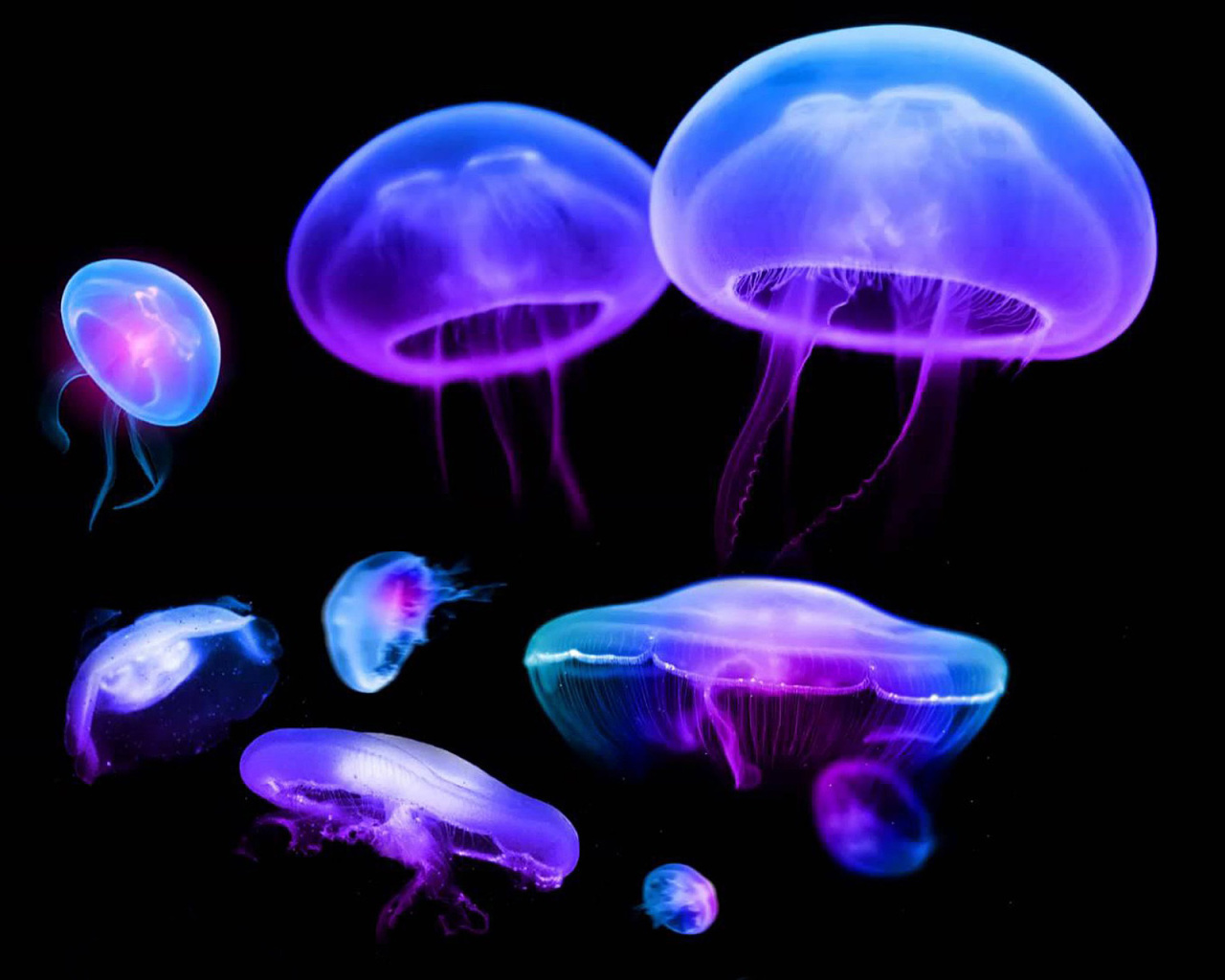 Fondo de pantalla Jellyfish 1280x1024