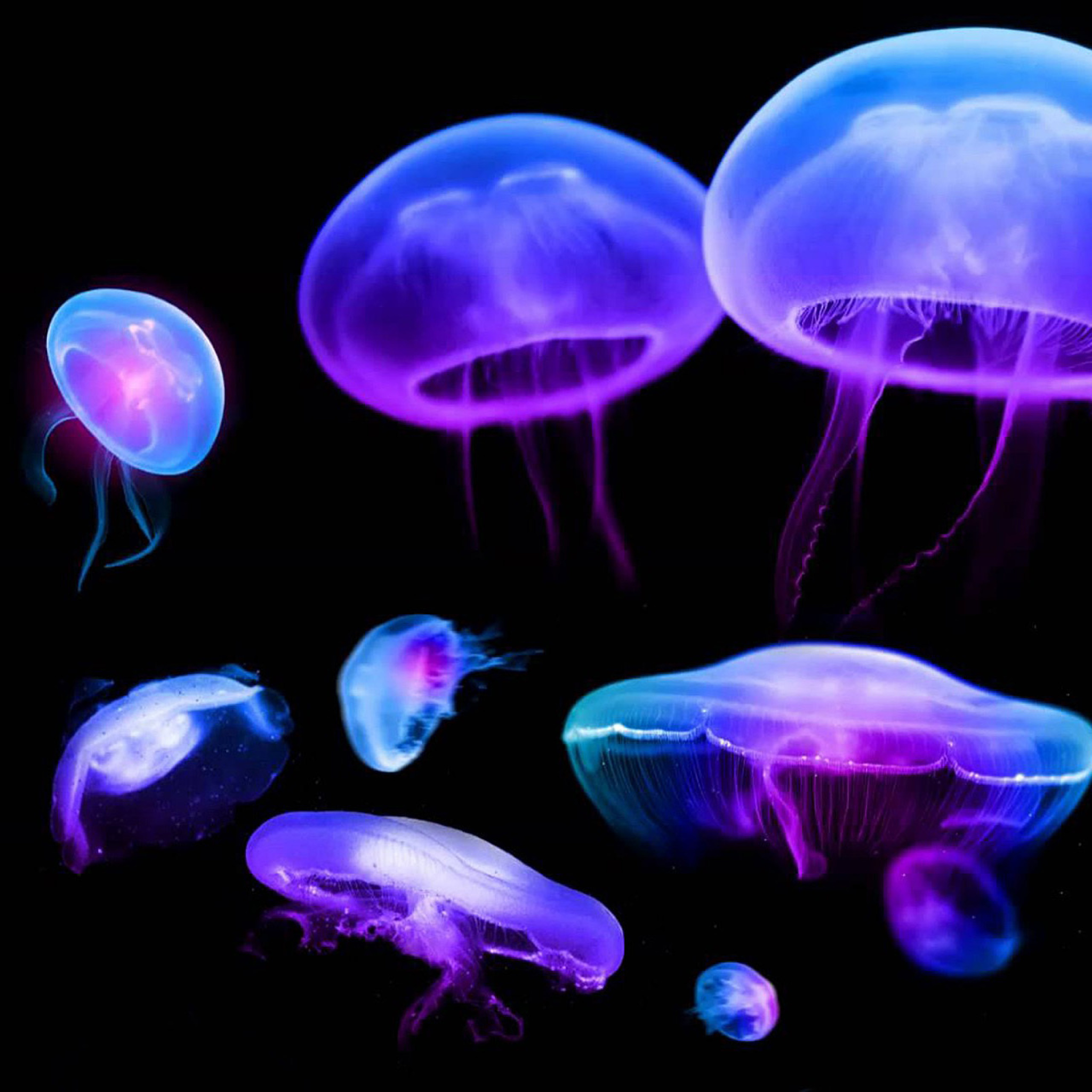 Fondo de pantalla Jellyfish 2048x2048