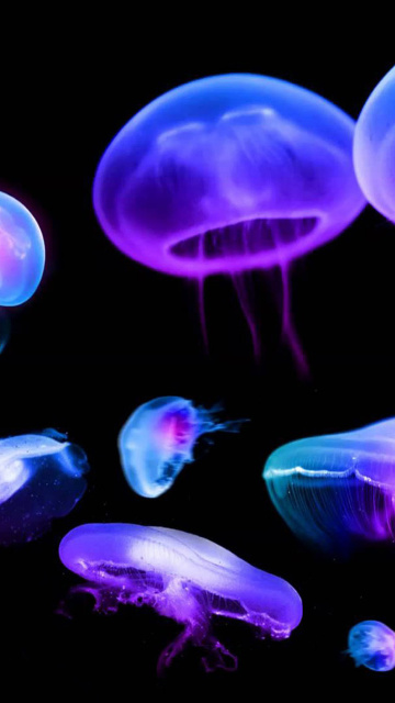 Sfondi Jellyfish 360x640