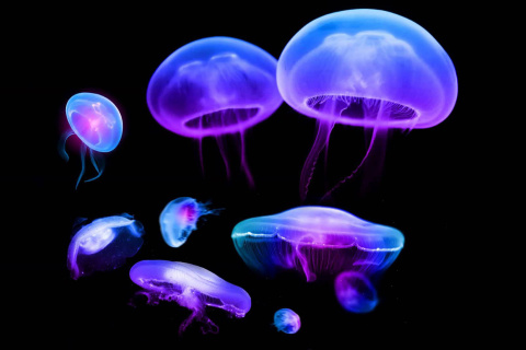 Jellyfish wallpaper 480x320