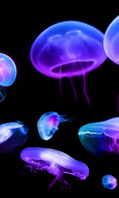 Fondo de pantalla Jellyfish 480x800