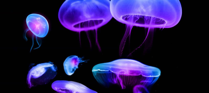 Sfondi Jellyfish 720x320