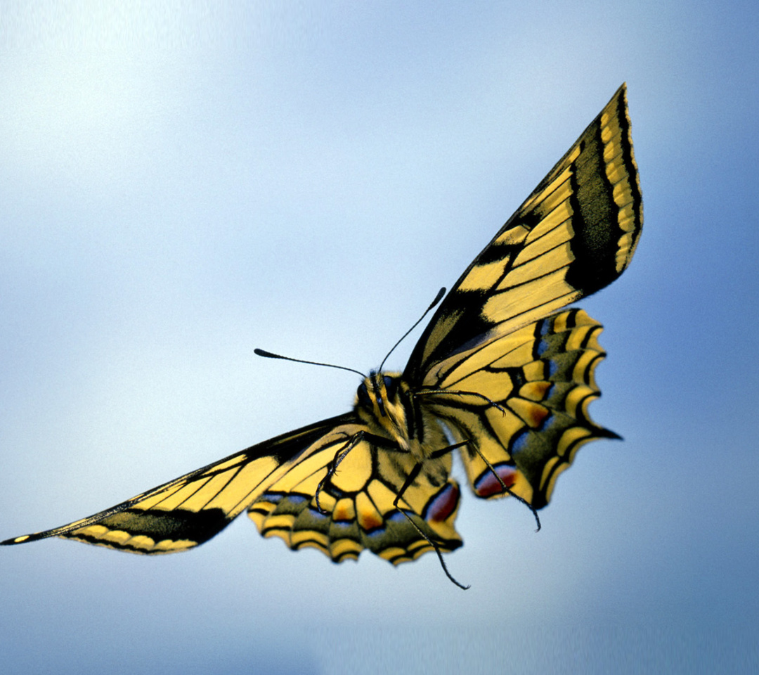 Sfondi Black and White Butterfly 1080x960