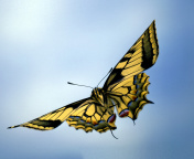 Sfondi Black and White Butterfly 176x144