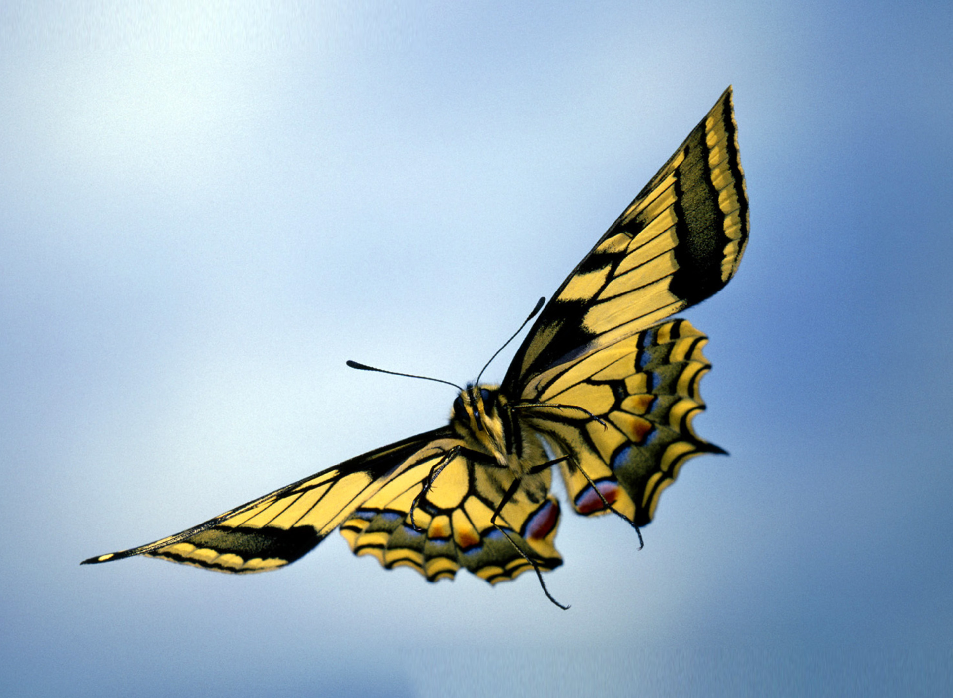 Fondo de pantalla Black and White Butterfly 1920x1408