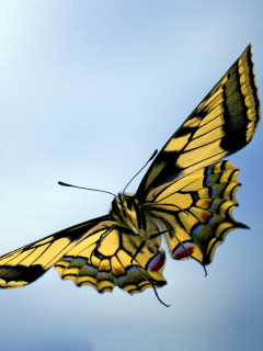 Screenshot №1 pro téma Black and White Butterfly 240x320