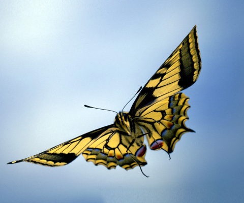 Sfondi Black and White Butterfly 480x400