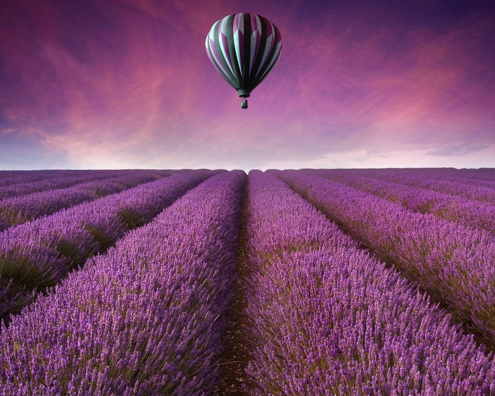 Das Air Balloon Above Lavender Field Wallpaper 1600x1280