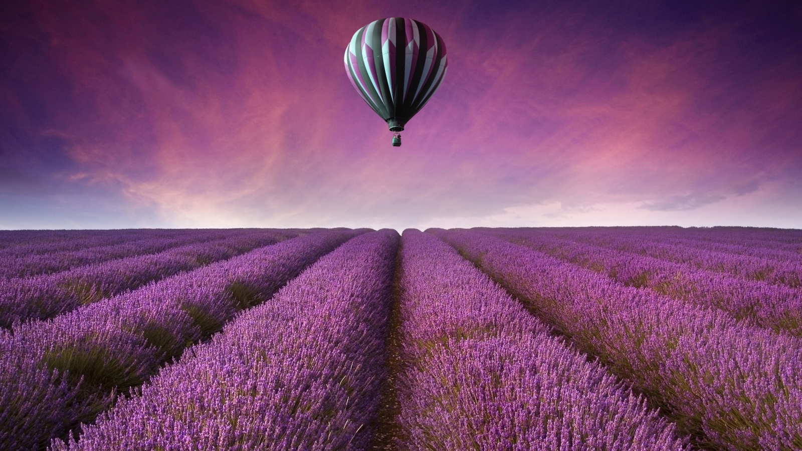Air Balloon Above Lavender Field wallpaper 1600x900