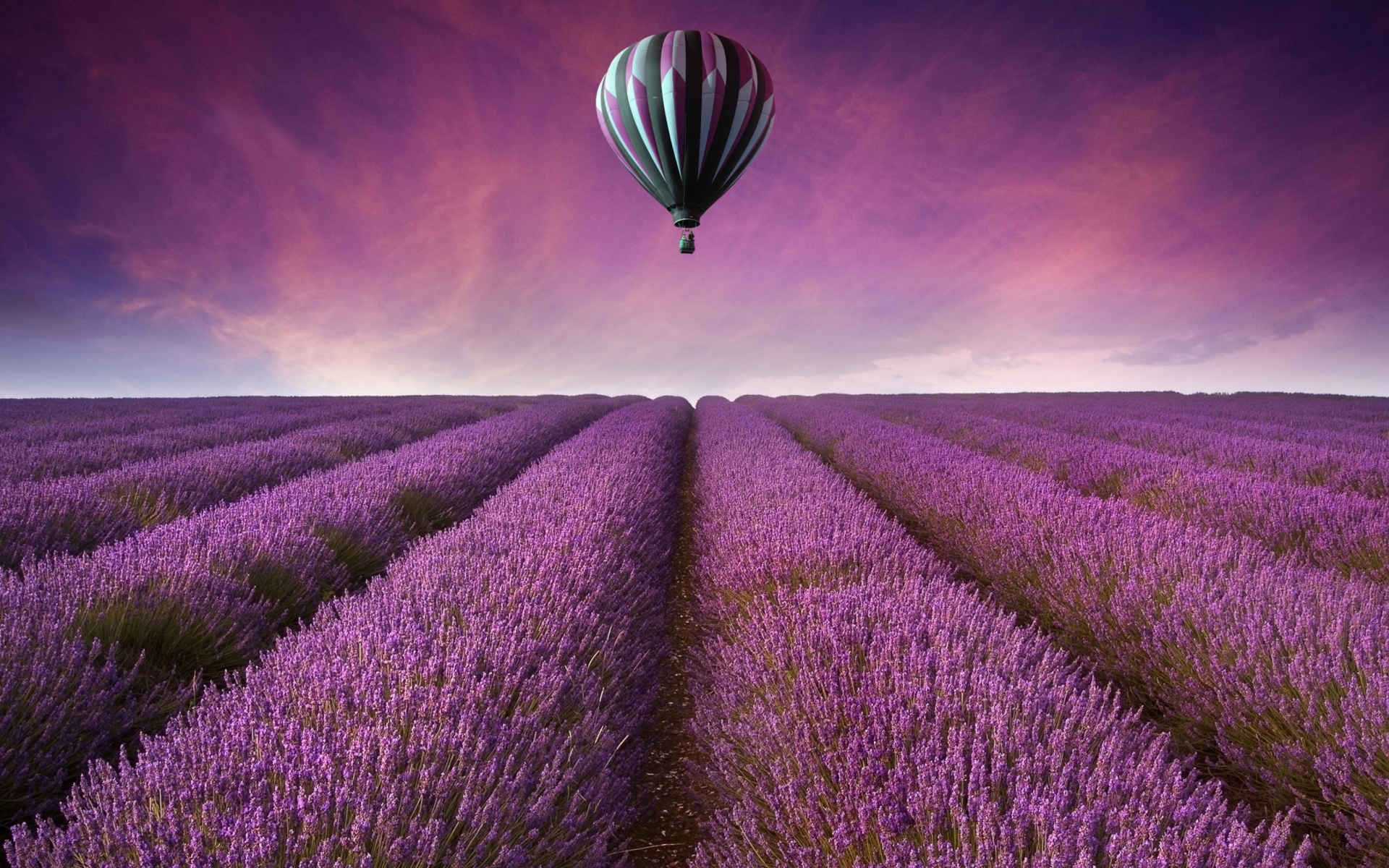 Air Balloon Above Lavender Field wallpaper 1920x1200
