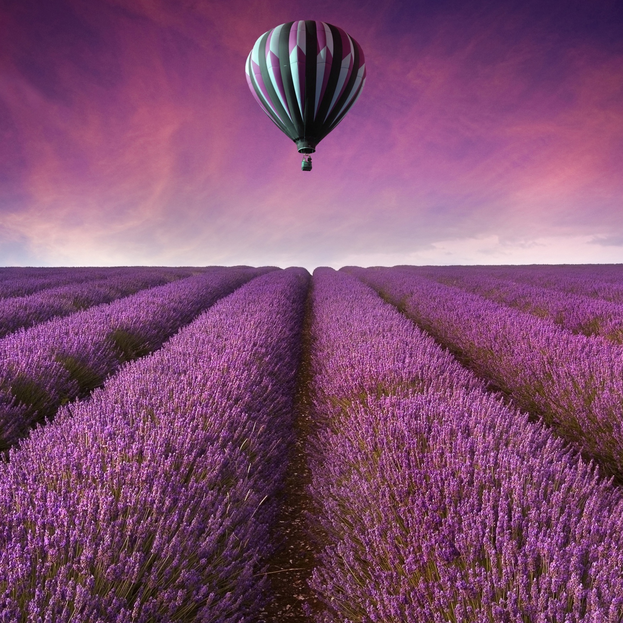Fondo de pantalla Air Balloon Above Lavender Field 2048x2048