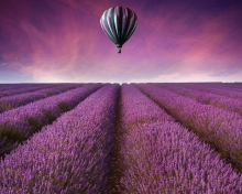 Air Balloon Above Lavender Field wallpaper 220x176