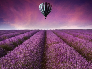Air Balloon Above Lavender Field wallpaper 320x240