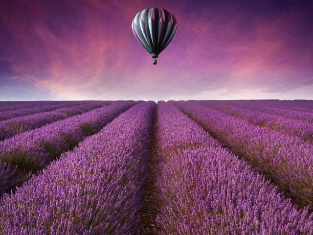 Sfondi Air Balloon Above Lavender Field 640x480