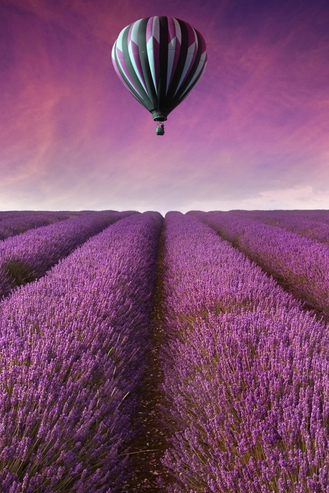 Fondo de pantalla Air Balloon Above Lavender Field 640x960