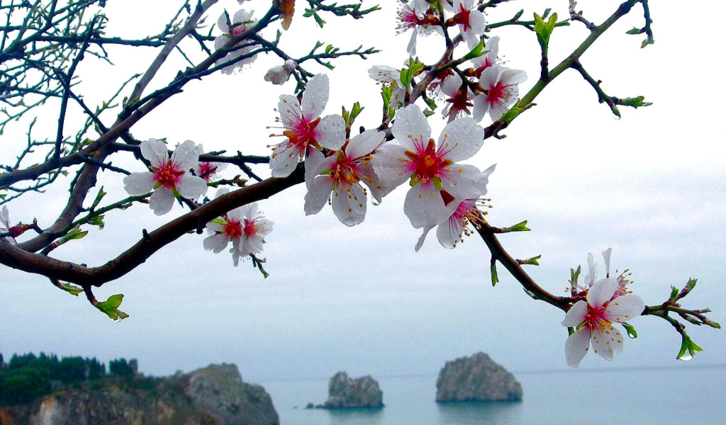 Japanese Apricot Blossom screenshot #1 1024x600