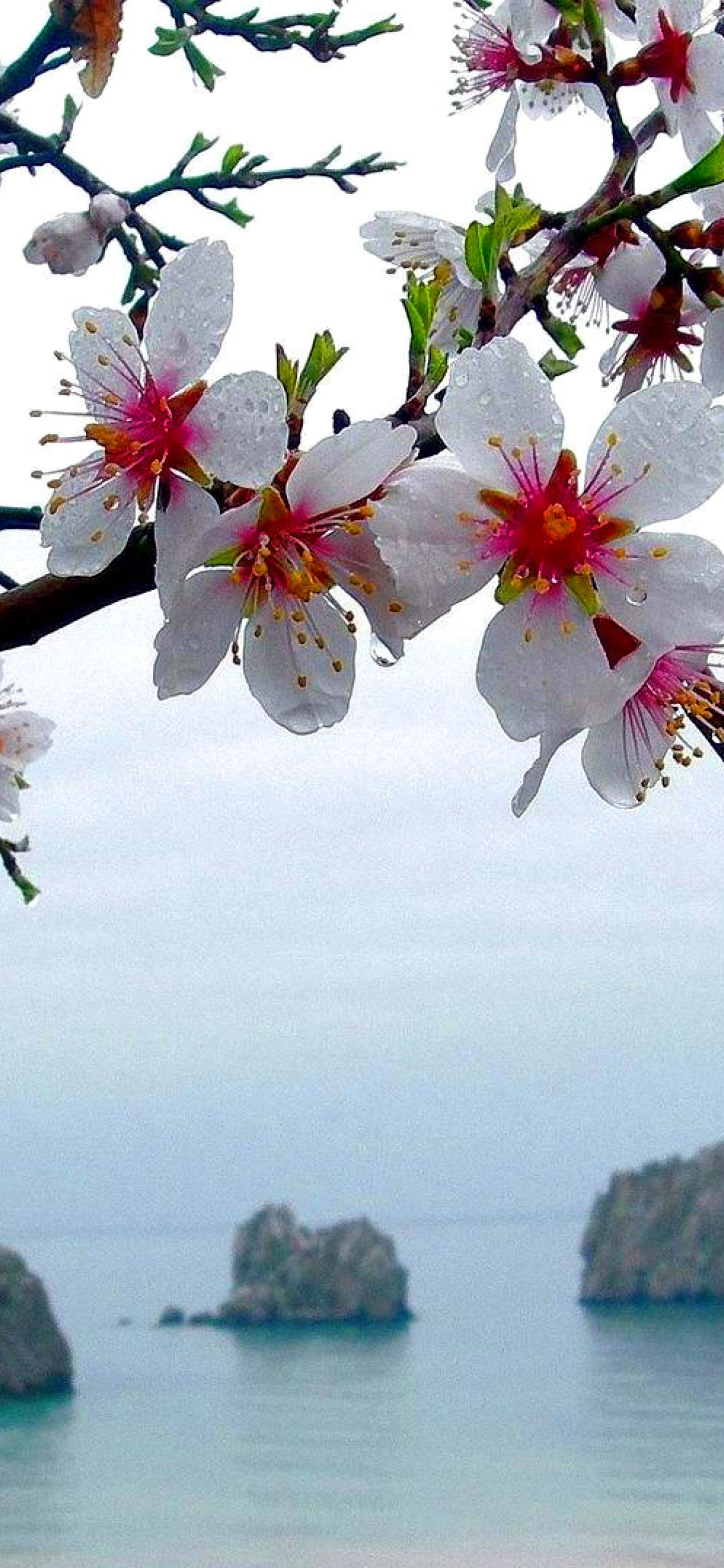 Sfondi Japanese Apricot Blossom 1170x2532