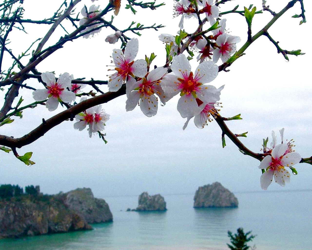 Japanese Apricot Blossom wallpaper 1280x1024