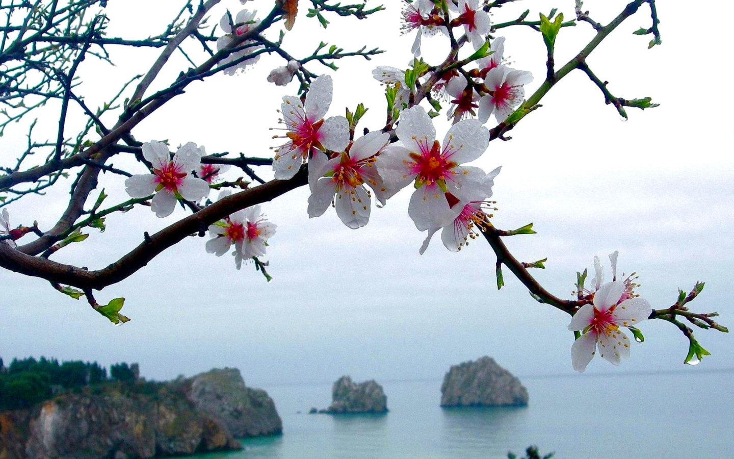 Fondo de pantalla Japanese Apricot Blossom 1440x900