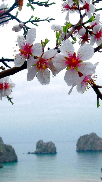 Sfondi Japanese Apricot Blossom 360x640