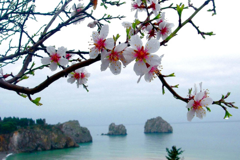 Das Japanese Apricot Blossom Wallpaper 480x320