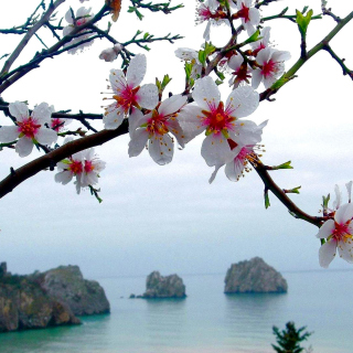 Japanese Apricot Blossom sfondi gratuiti per 128x128