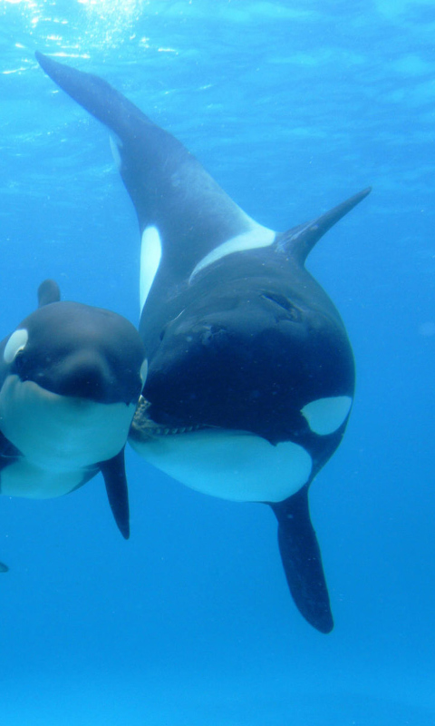 Sfondi Smiley Dolphins 480x800