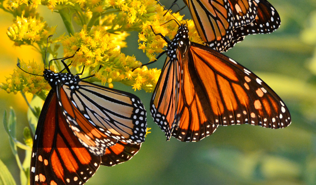 Das Monarch butterfly Wallpaper 1024x600