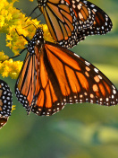 Обои Monarch butterfly 132x176