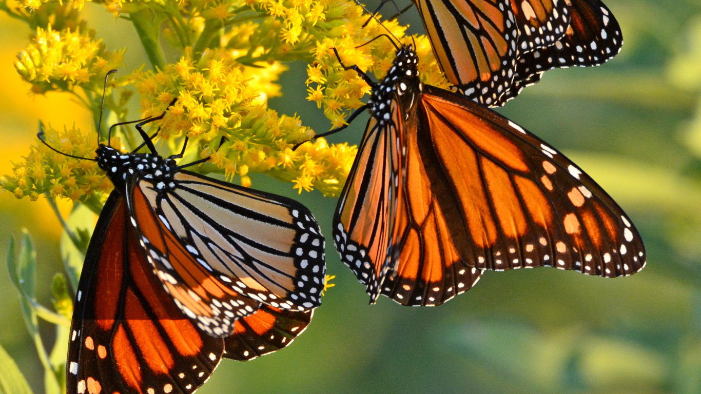 Monarch butterfly screenshot #1 1366x768