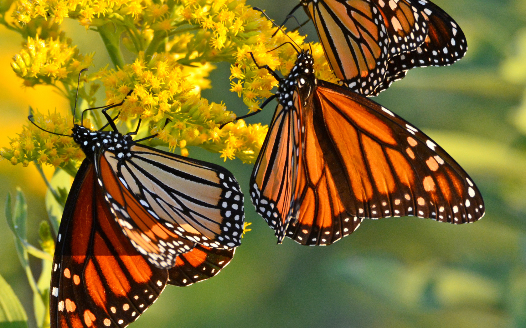 Fondo de pantalla Monarch butterfly 1680x1050