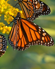 Das Monarch butterfly Wallpaper 176x220